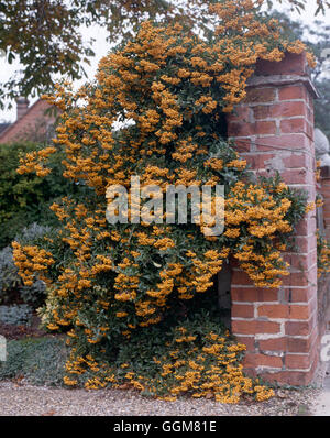 Pyracantha - `Soleil d'Or'   TRS067585 Stock Photo